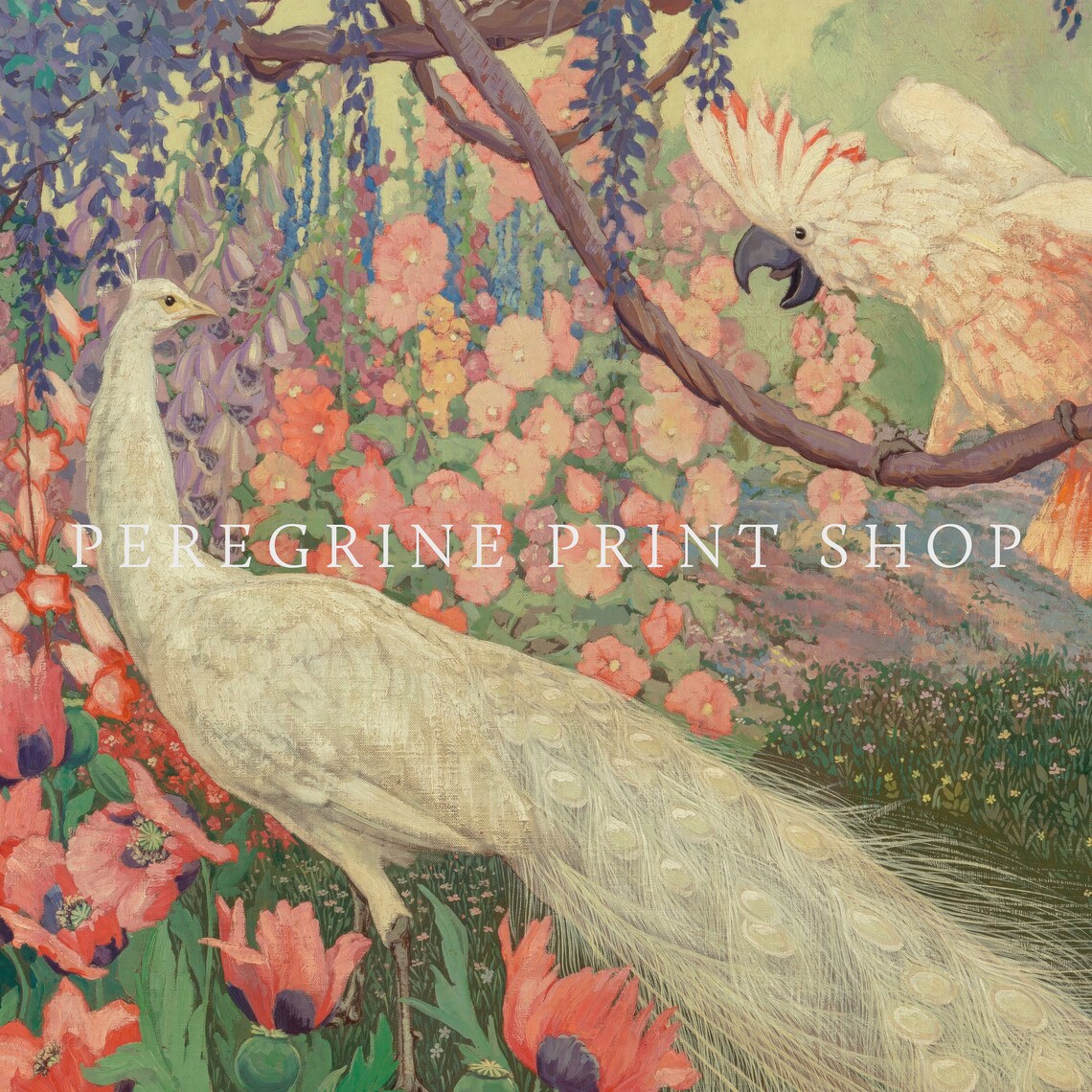 White Peacock And Pink Macaw, Vintage Bird Art - Image 2