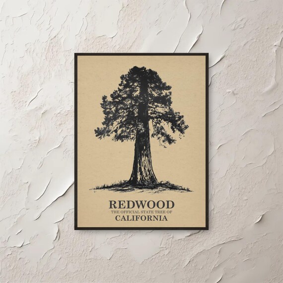 Redwood California State Tree Vintage Botanical Ink Sketch Poster