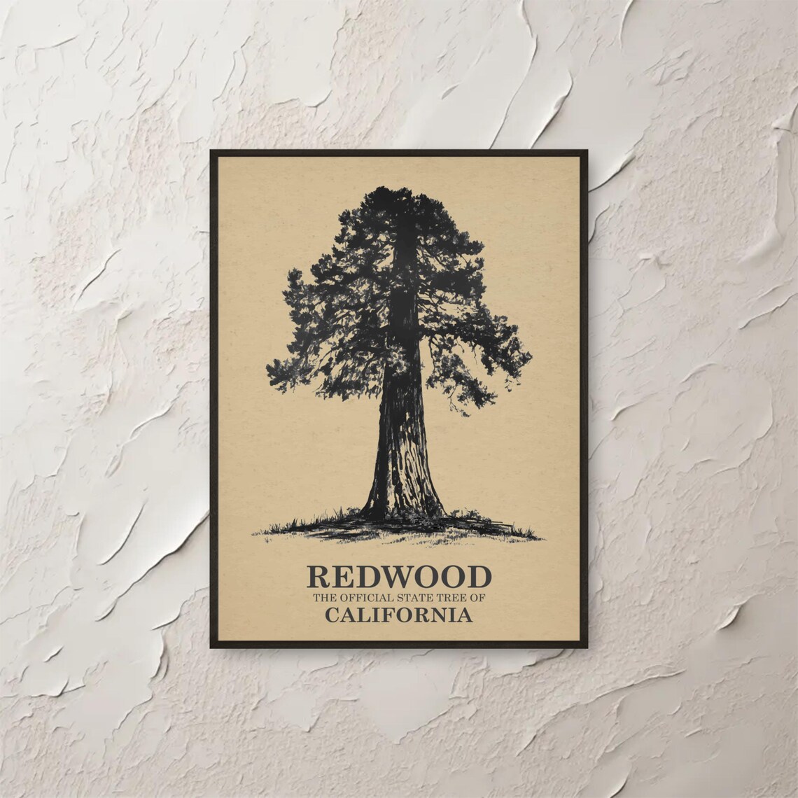 Redwood California State Tree Vintage Botanical Ink Sketch Poster