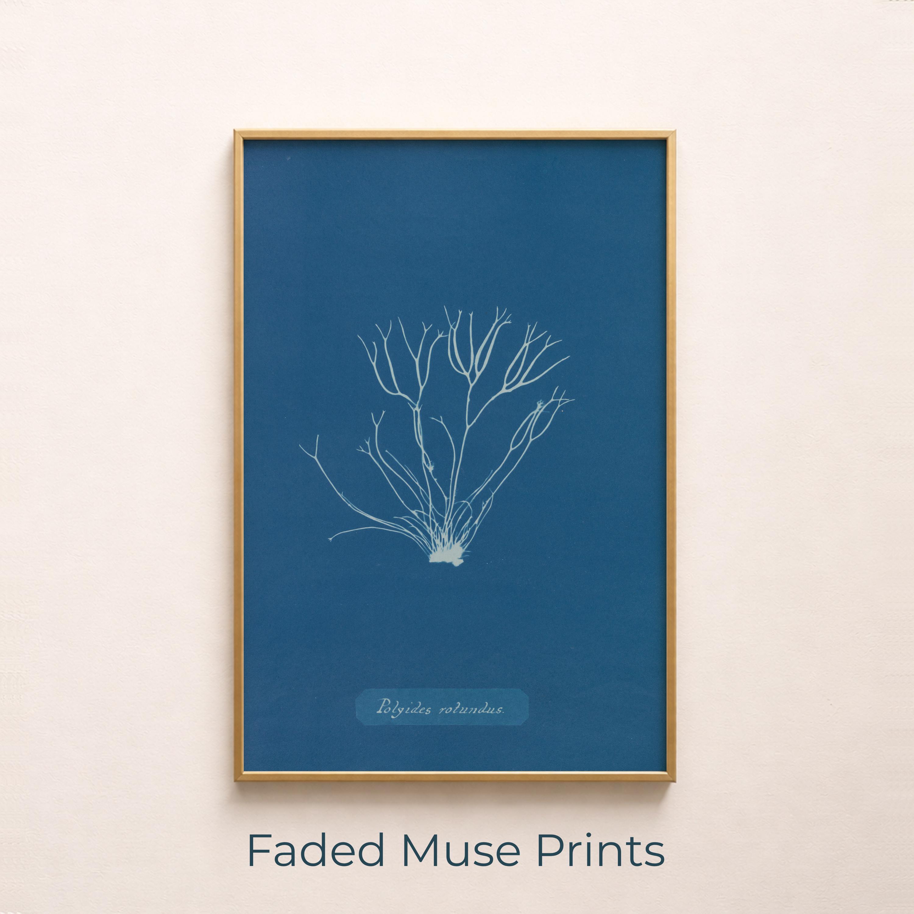 Cyanotype Seaweed Botanical Minimal Blue Coastal Vintage Algae Art Poster