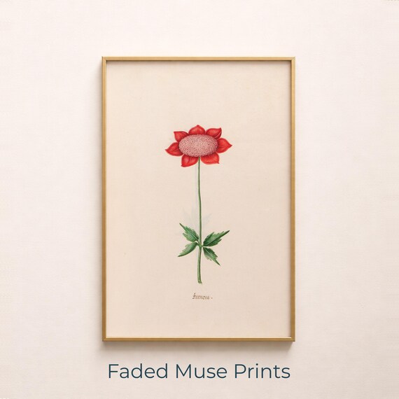 Vintage Red Anemone Botanical Illustration Single Flower Minimal Art Poster