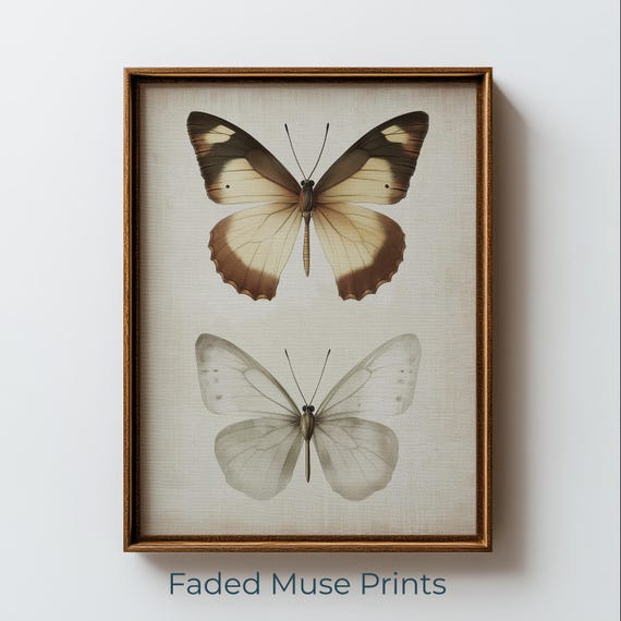 Vintage Butterfly Specimen, Scientific Illustration