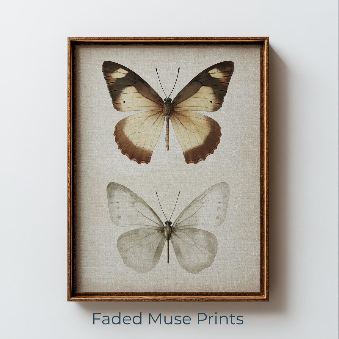 Vintage Butterfly Specimen, Scientific Illustration