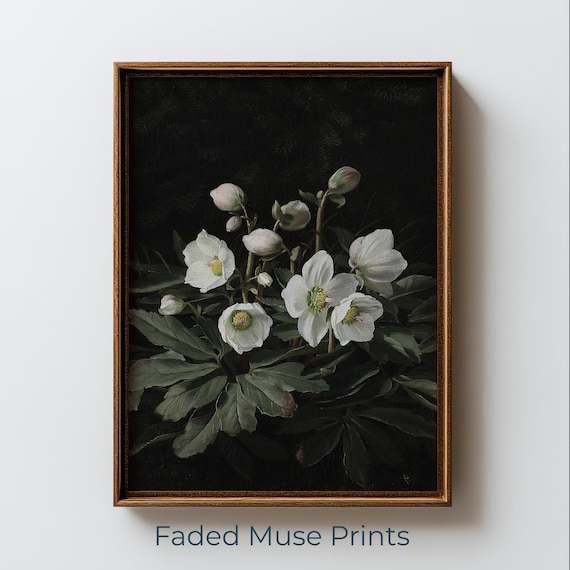 White Christmas Roses Moody Dark Botanical Vintage Art Print
