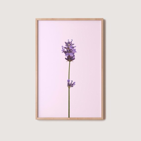 Single Lavender Sprig On Soft Pink Minimalist Botanical Poster