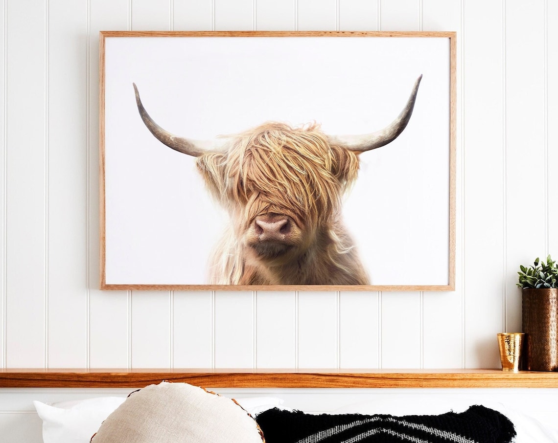Highland Cow Colour Photography Art Print