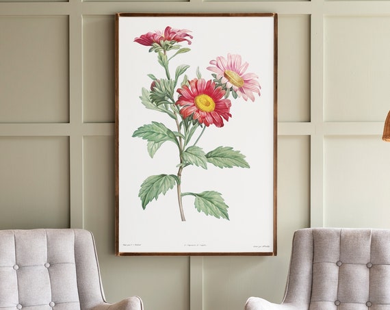 Pink Daisy Botanical Art Print, Living Room Decor