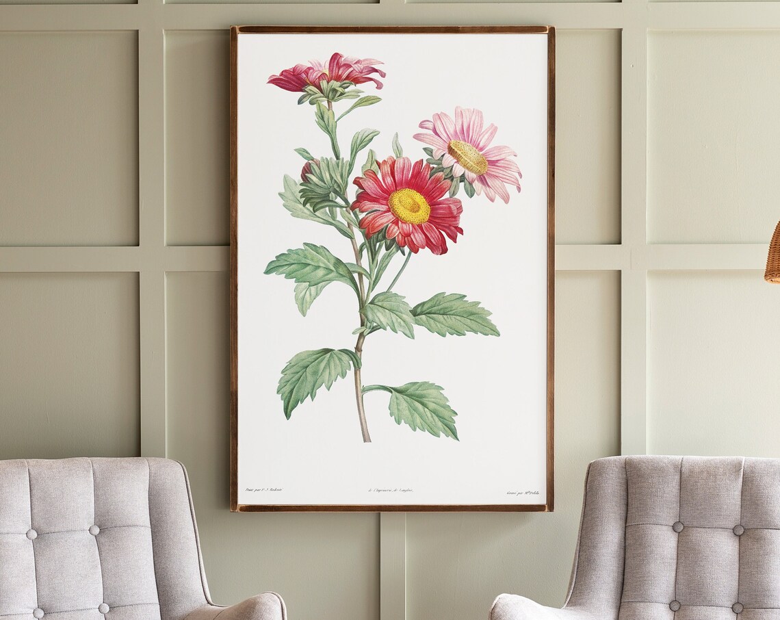 Pink Daisy Botanical Art Print, Living Room Decor