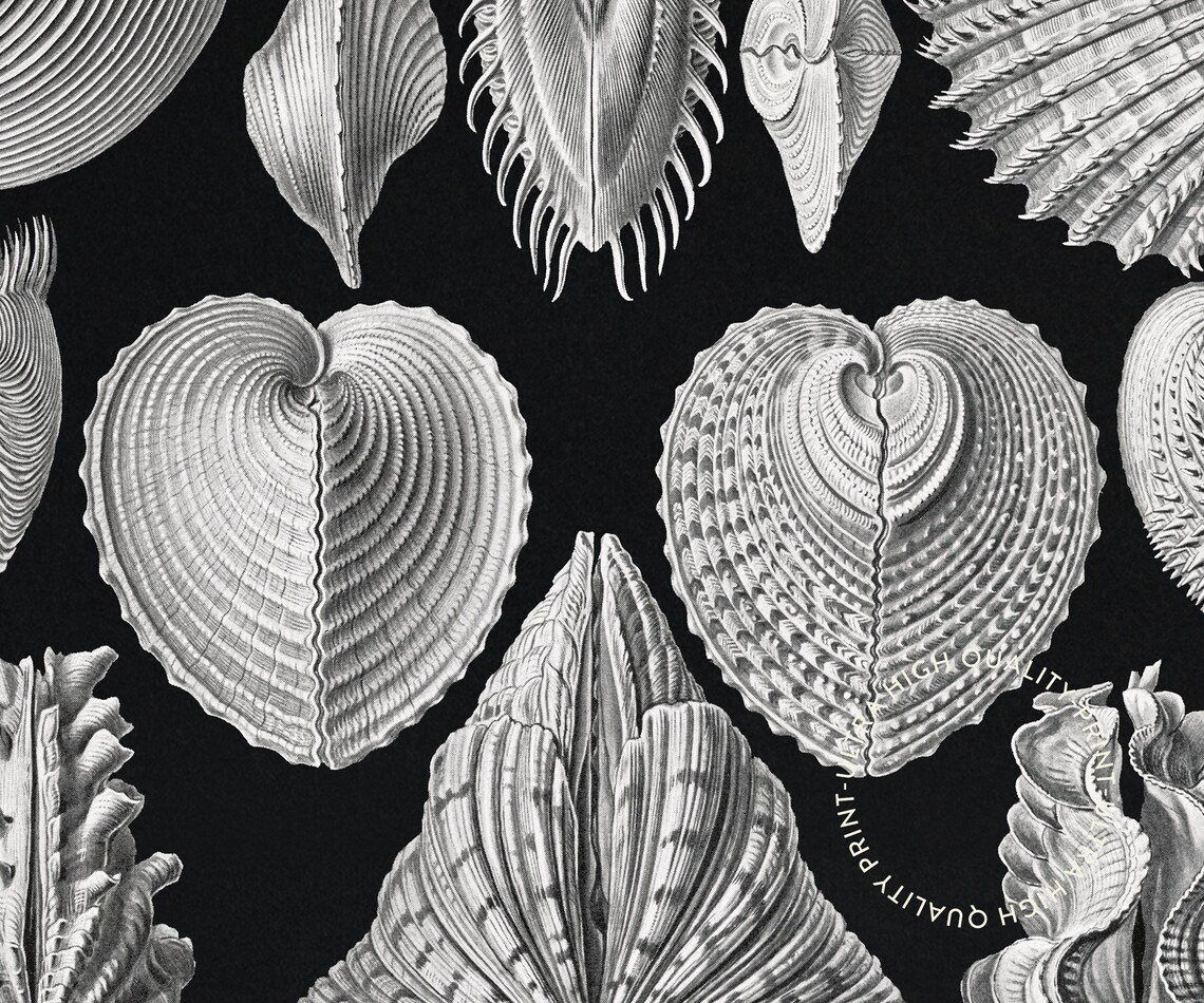 Ernst Haeckel Vintage Seashell Scientific Illustration Black White Art Print - Image 5