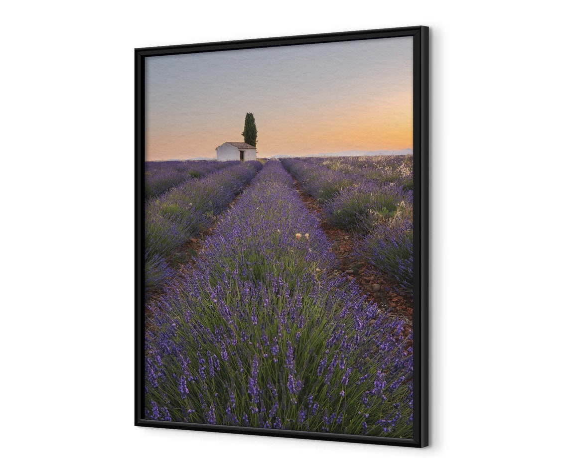 Provence Lavender Field Rows At Sunset With Countryside Cottage Poster - Image 4