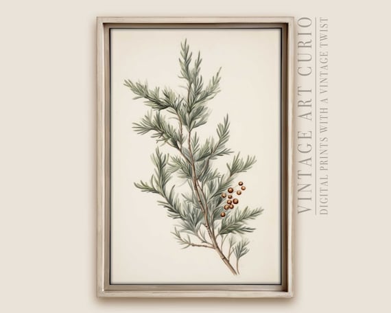 Vintage Juniper Pine Branch Print Minimalist Christmas Decor