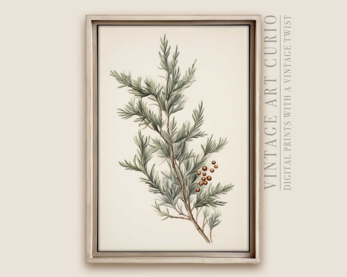 Vintage Juniper Branch Botanical Art Print Minimal Christmas