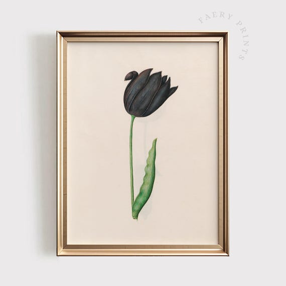 Black Tulip Print Moody Floral Illustration Vintage Wall Art Dark Spring Home Decor Neutral Girls Nursery 1400