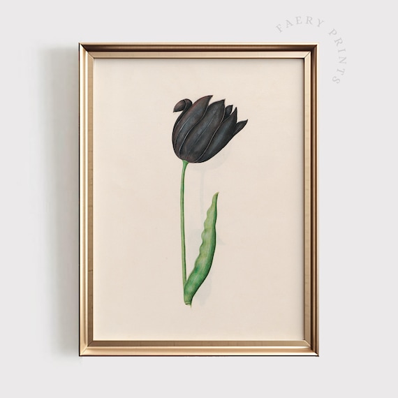 Black Tulip Vintage Botanical Illustration Moody Floral Art Poster