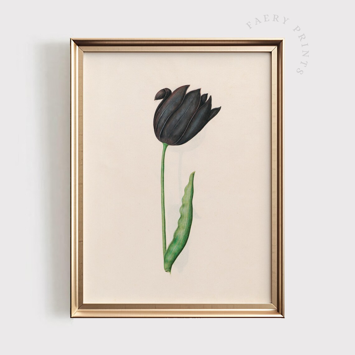 Black Tulip Vintage Botanical Illustration Moody Floral Art Poster