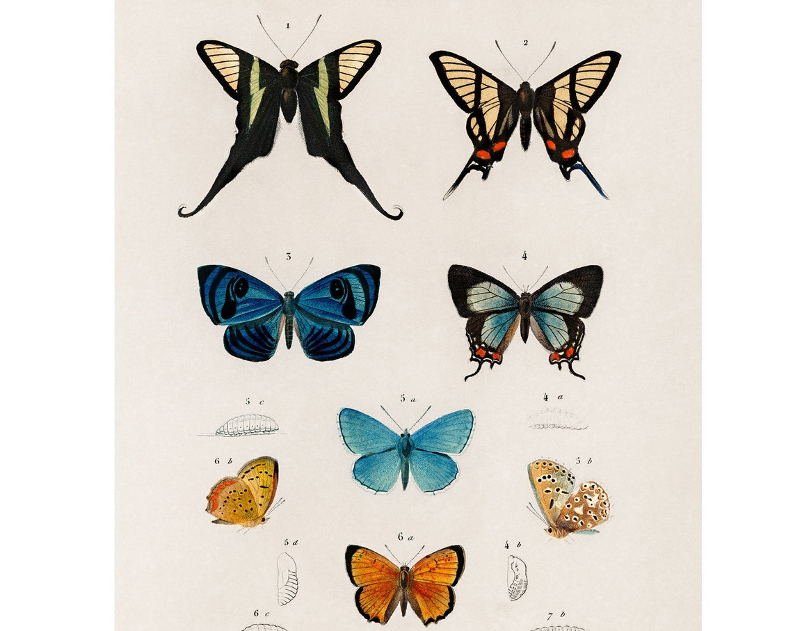 Butterflies 1892 Antique Lithograph By Charles Dessalines D Orbigny Giclee Print Framedunframed