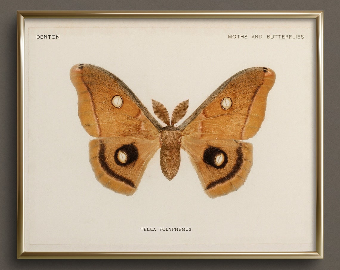 Moth Study Butterfly Art Neutral Wall Art Vintage Butterfly Art Prints Cottagecore Wall Art Da29
