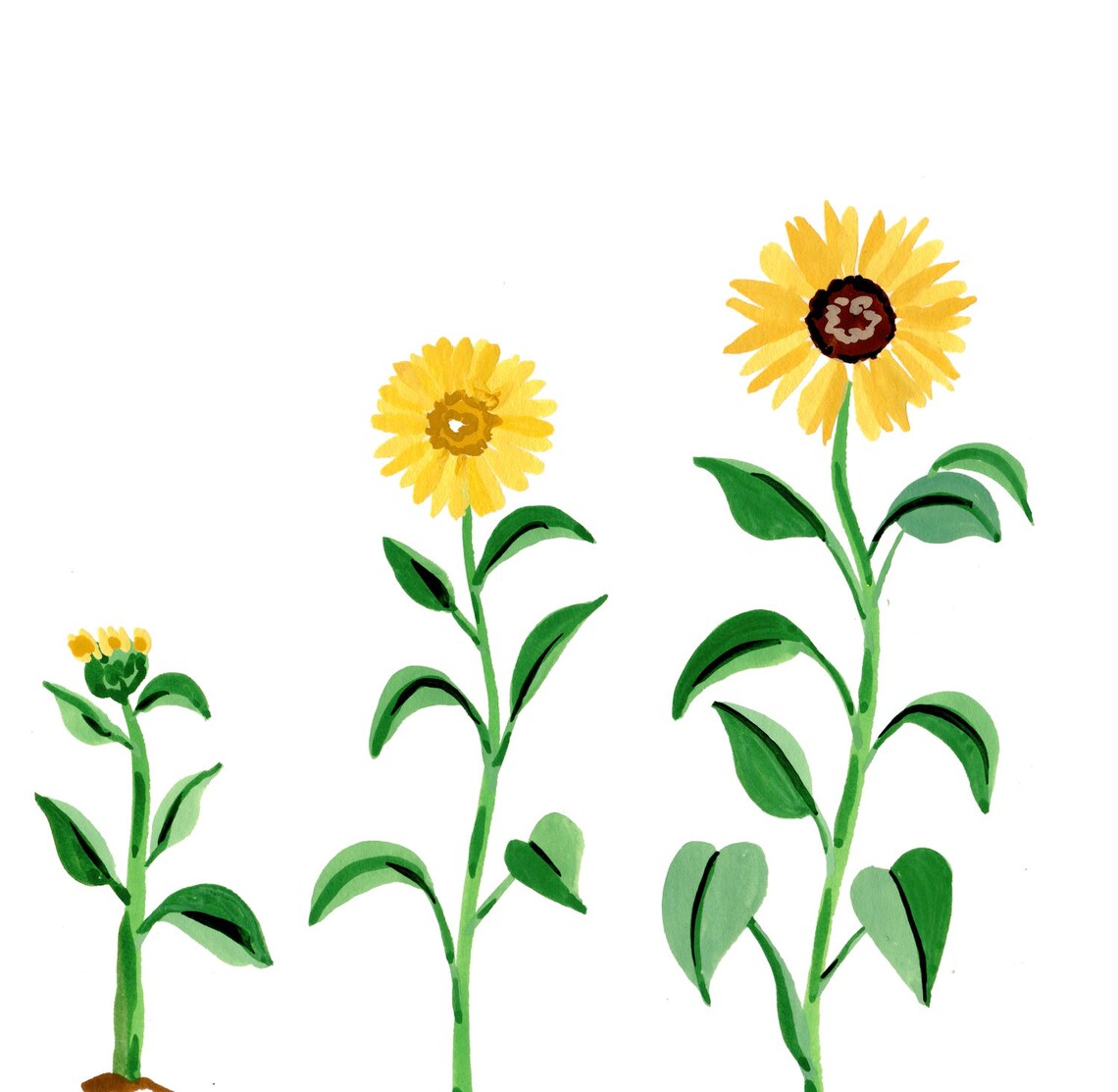 Sunflower Evolution Watercolor Art Print, Bohemian - Image 4