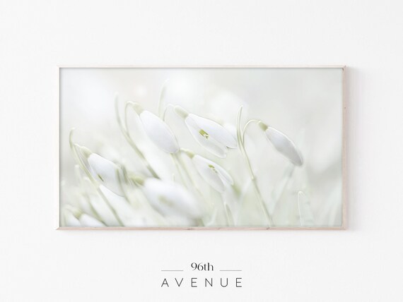 White Snowdrop Flowers Soft Dreamy Spring Macro Photography Poster