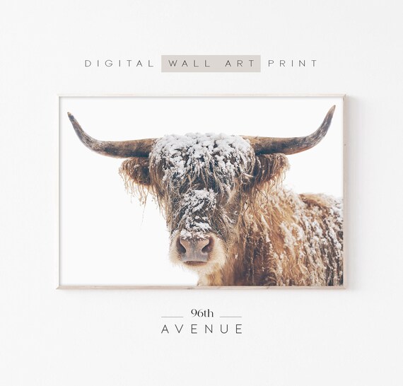 Highland Cow in Snow Cute Winter Farm Animal Photography Poster