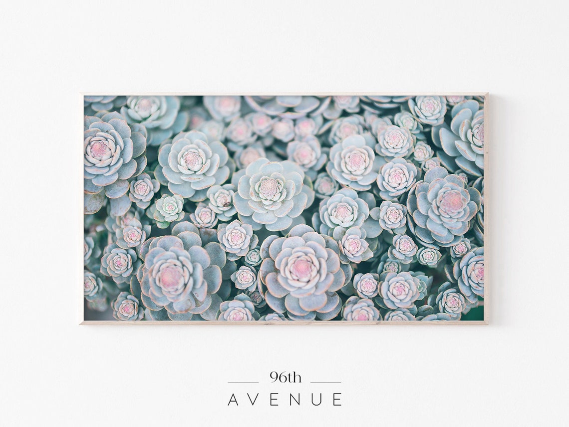 Botanical Succulent Art Print