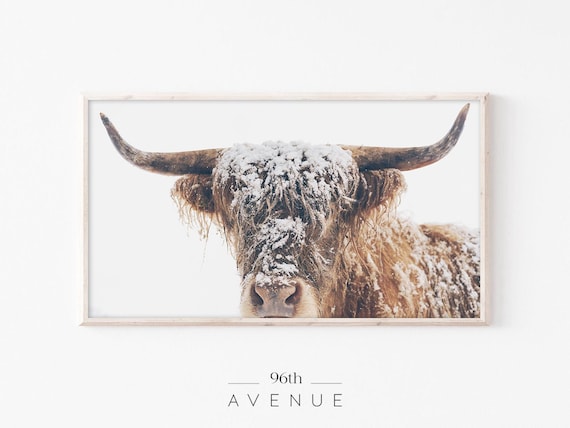 Snowy Rustic Highland Cow Winter Farmhouse Photography Poster