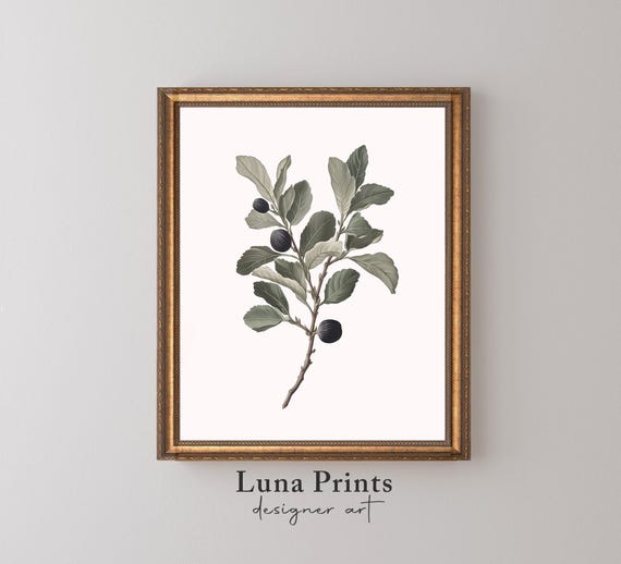 Neutral Vintage Botanical Print Art Sage Green Wall Decor Antique Illustration Fig Stem 11417