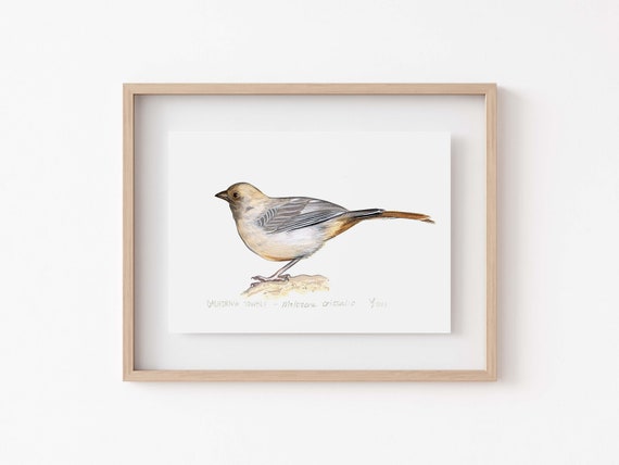California Towhee Art Print, Backyard Bird Decor