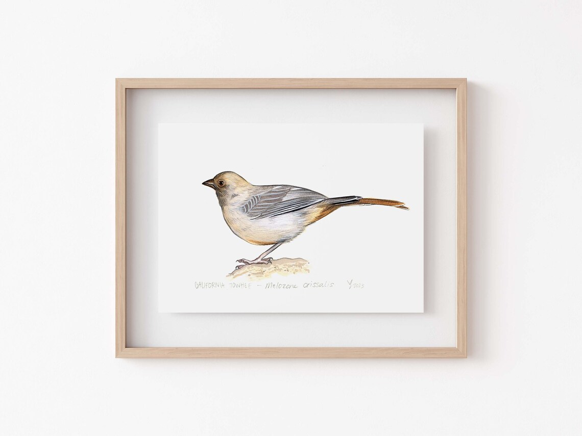 California Towhee Art Print, Backyard Bird Decor