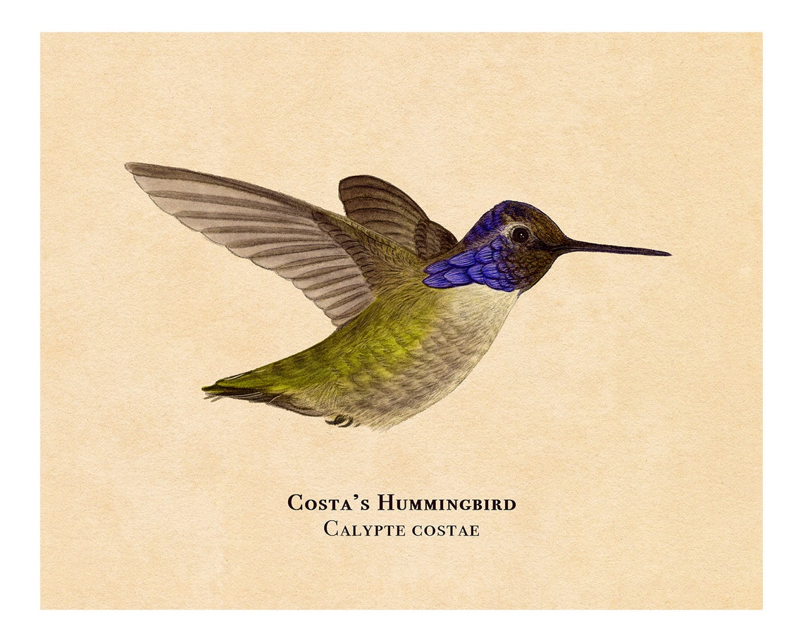 Costa's Hummingbird in Flight Vintage Style Bird Artwork Poster - Image 2