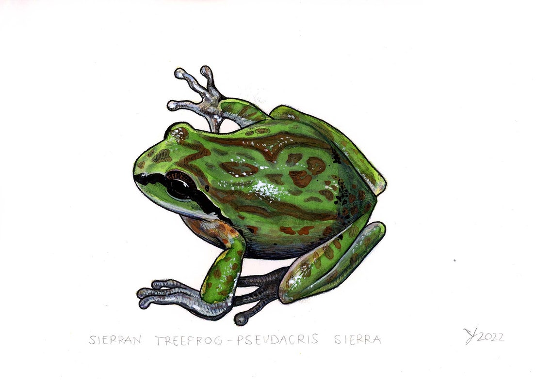 Sierran Tree Frog Watercolor Illustration Natural History Poster - Image 2