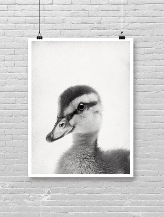 Baby Duck Poster Photo Print Farm Animal Theme Cute Face Wall Decor Nursery