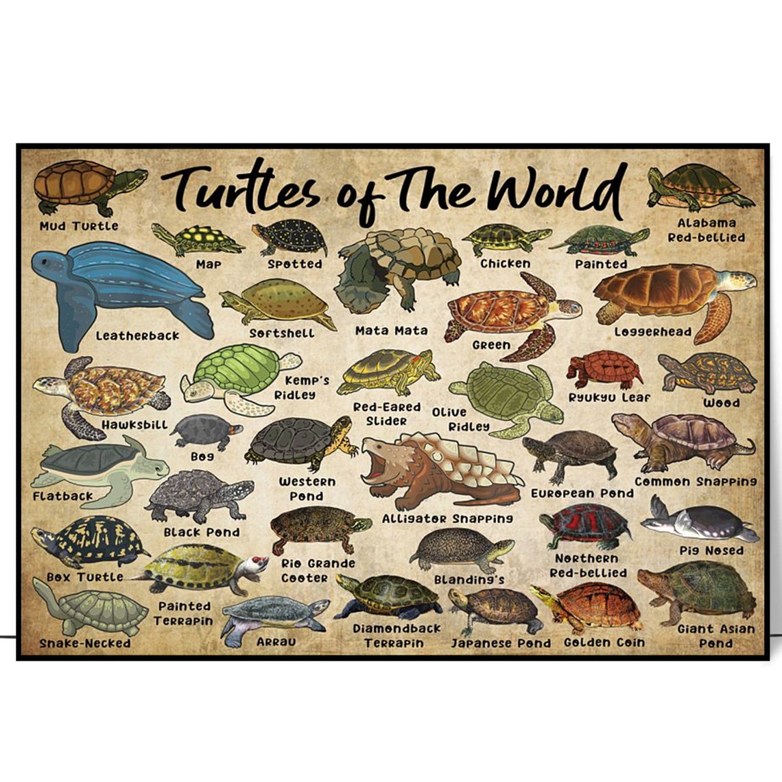 Turtles of the World Illustrated Species Identification Chart Poster