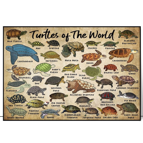 Turtles of the World Illustrated Species Identification Chart Poster