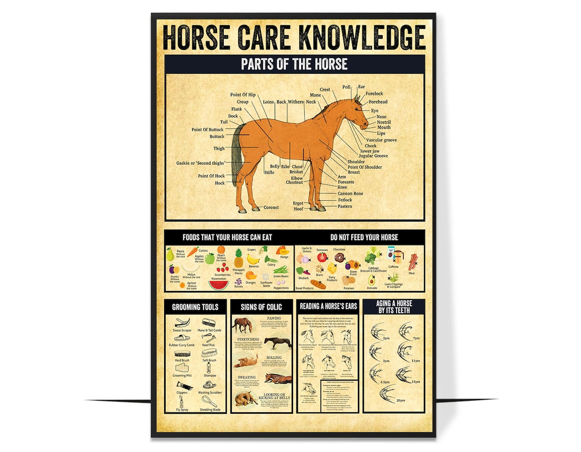 Horse Care Knowledge Guide for Horse Lovers Poster - Image 4