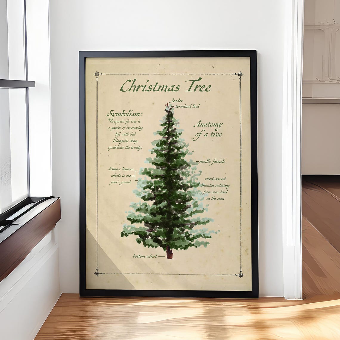 Christmas Tree Anatomy and Symbolism Vintage Botany Study Poster