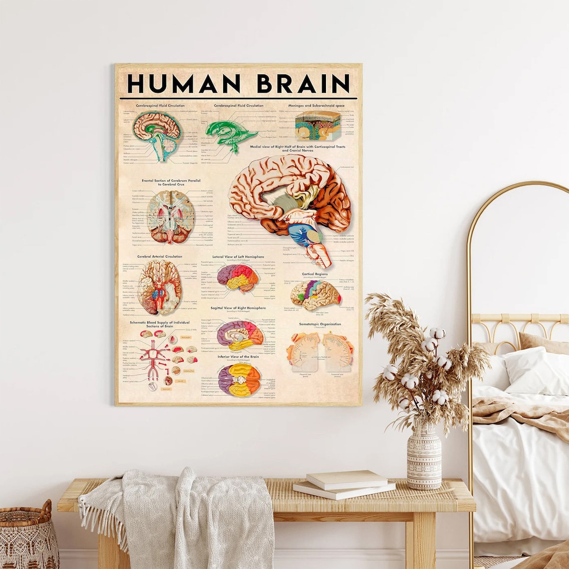 Human Brain Anatomy Art Print, Doctor Office Study - Image 3