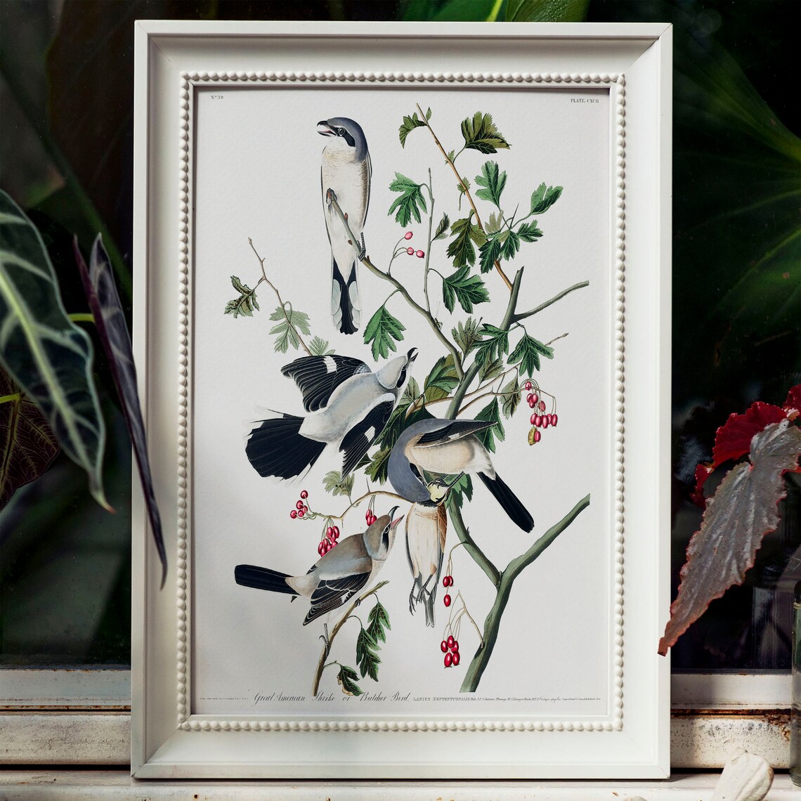 Shrike Antique Bird Painting Vintage Art Print - Image 4