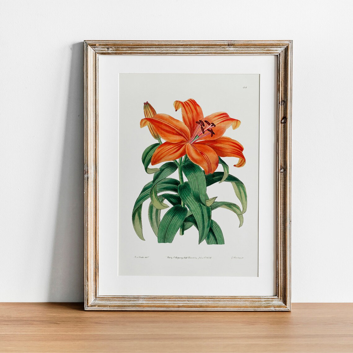 Orange Lily Vintage Botanical Poster Print - Image 4