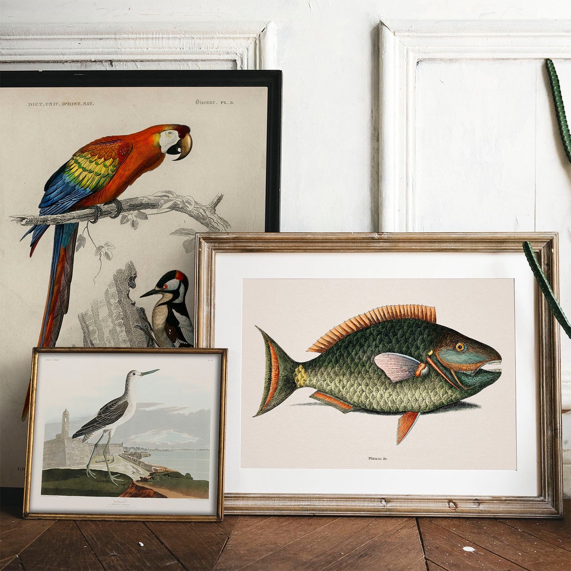 Antique Parrotfish Fish Engraving Vintage Tropical Aquarium Art Poster - Image 2