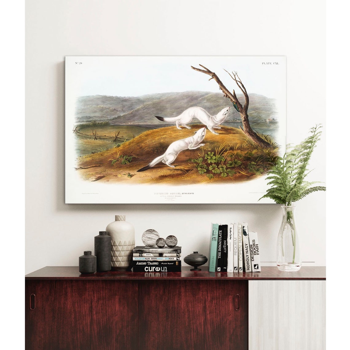 Two White Weasels Playing Antique Natural History Illustration Poster