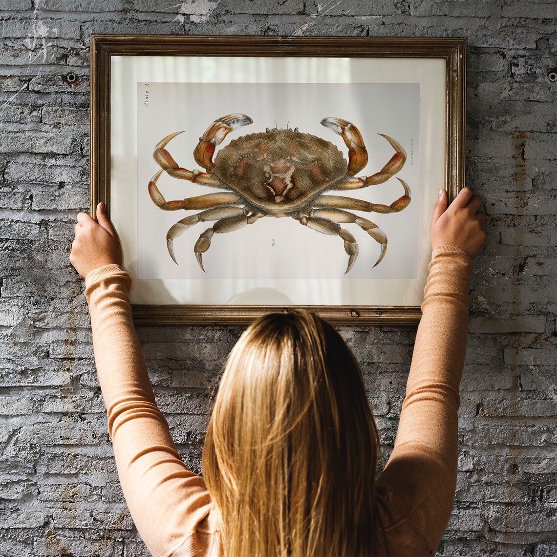 Crab Antique Print Illustration Vintage Poster - Image 3