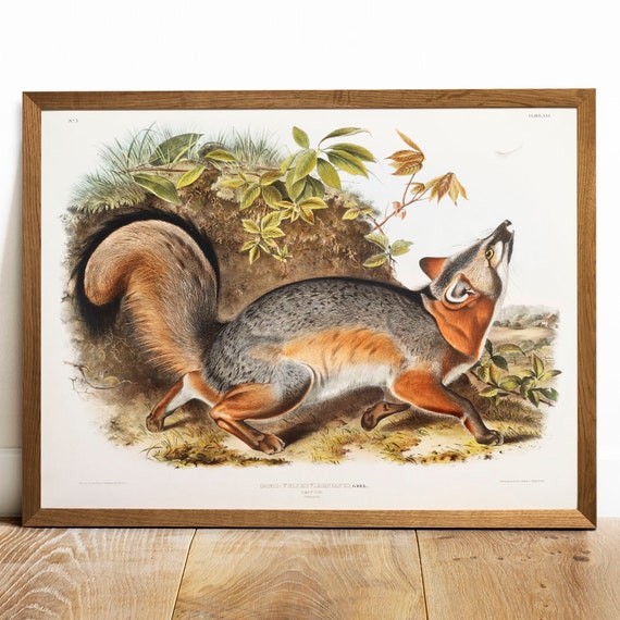 Fox Print, Vintage Animal Watercolor Poster