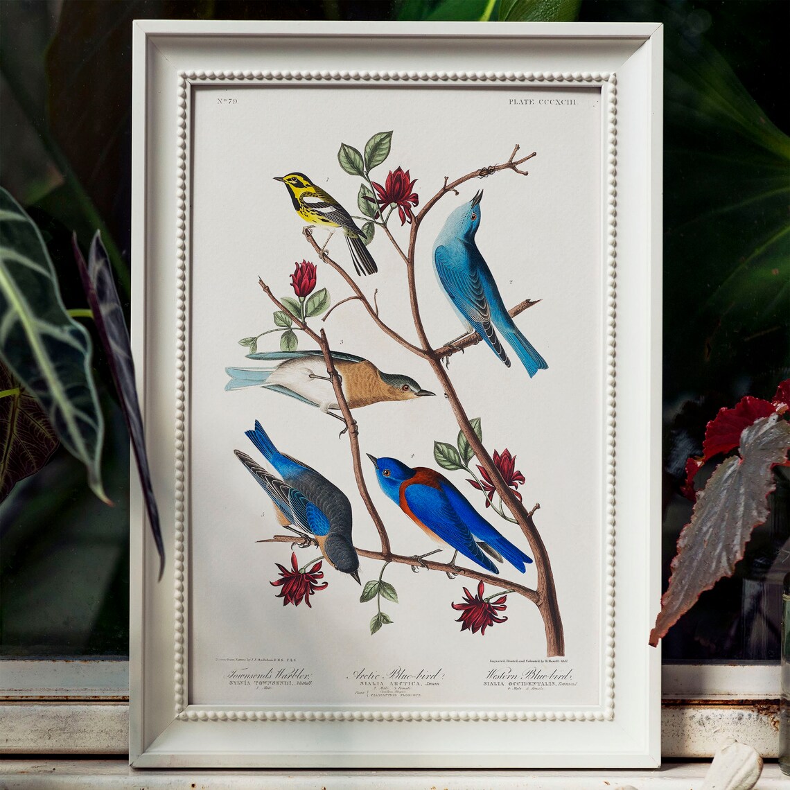 Arctic Blue Bird Vintage Bird Portrait Art Print - Image 4