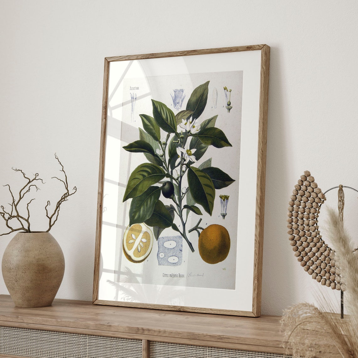 Citrus Vulgaris Risso Bitter Orange Vintage Botanical Chart Art Poster - Image 4