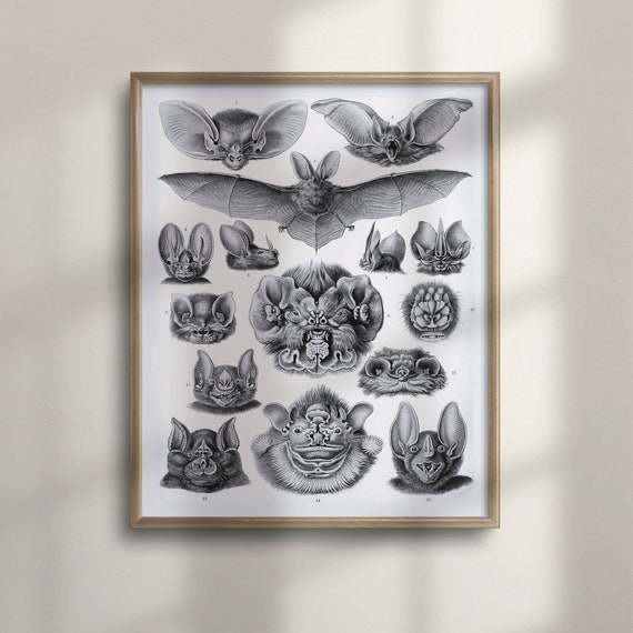 1904 Vintage Bat Art Poster Haeckel Inspired Housewarming Gift Colorful Wall Decor Living Room Art Reproduction C16 868