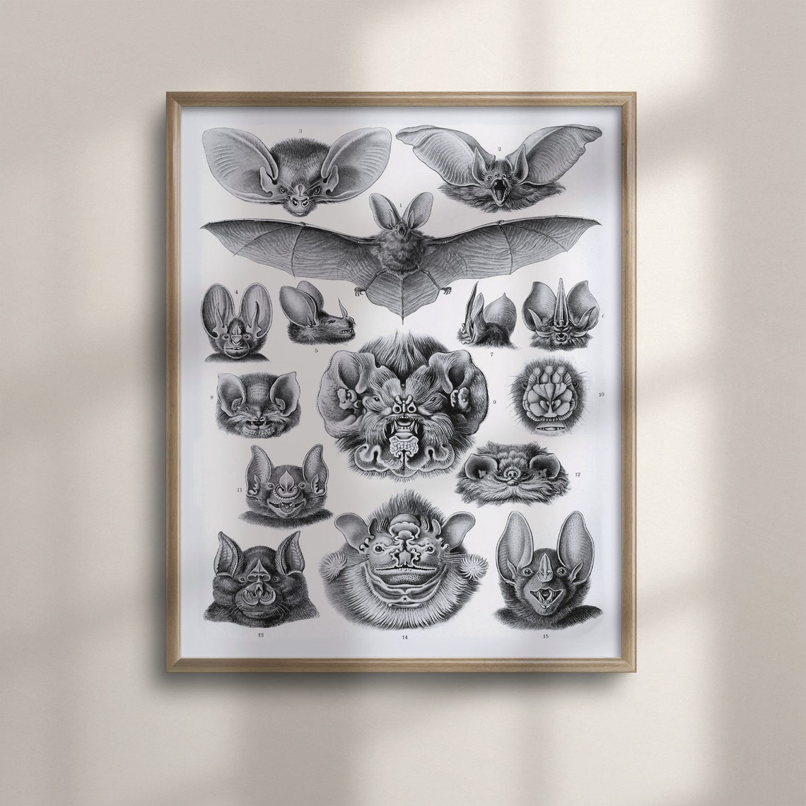 Ernst Haeckel Chiroptera Bats Black and White Scientific Art Poster