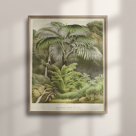Antique Botanical Palm Tree Art Victorian Jungle Poster Vintage Tropical Wall Decor Botanical Gift Vintage Plants C16 1242