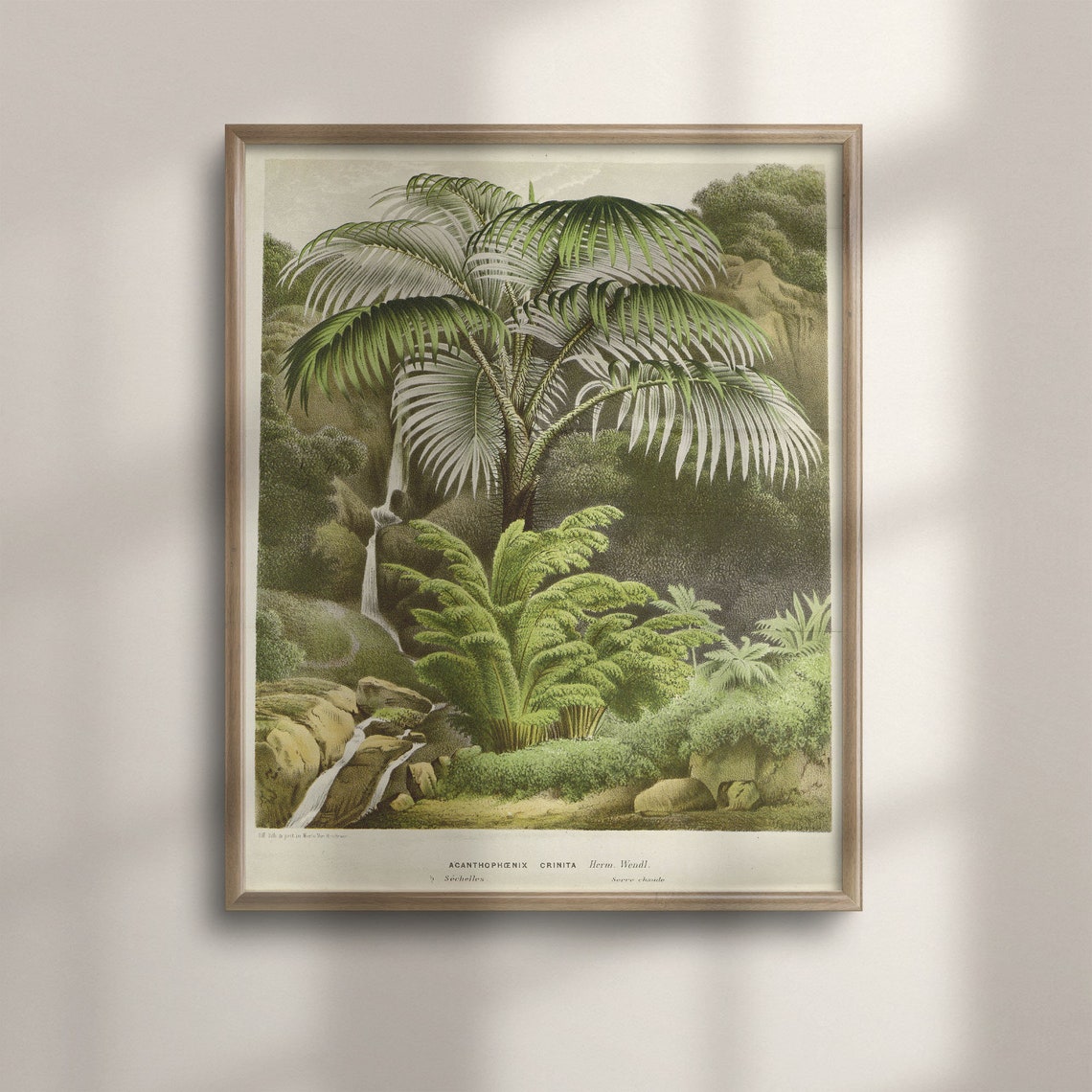 Antique Palm Tree Botanical Illustration Vintage Jungle Plant Poster