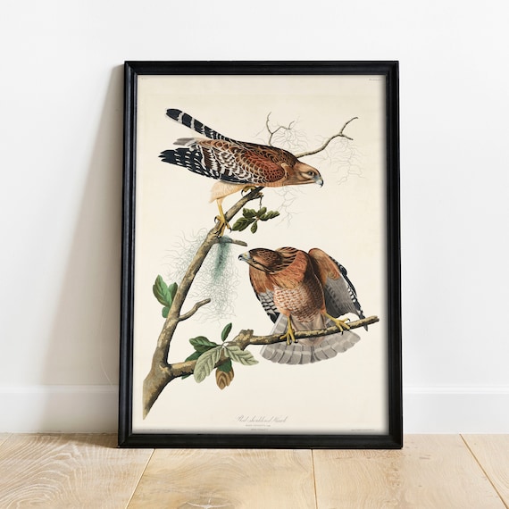 Hawk Print, Vintage Bird Drawing Art Print